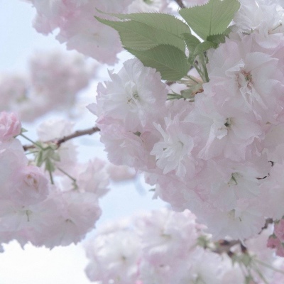 兽设写实风格绘画FurryQQ群